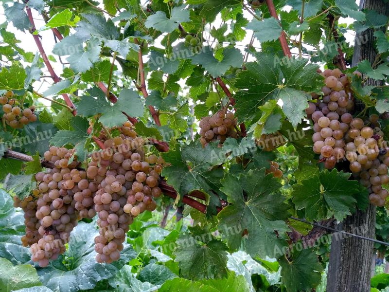 Balaton-felvidéki cserszegi fűszeres