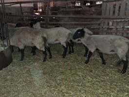 Törzskönyves Suffolk jerke eladó