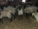 Törzskönyves Suffolk jerke eladó
