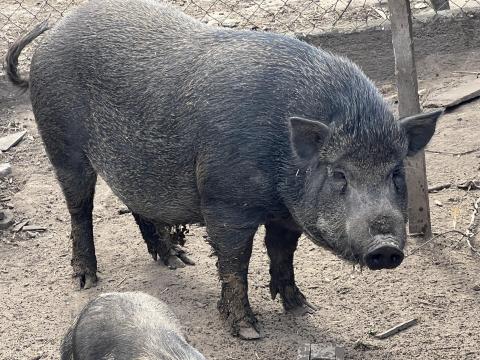 Eladó vietnámi-vaddisznó keverék, 2 éves kan sertés Eladó vietnámi-vaddisznó keverék, 2 éves kan sertés