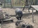 Eladó vietnámi-vaddisznó keverék, 2 éves kan sertés
