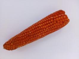 Gritz kukorica eladó