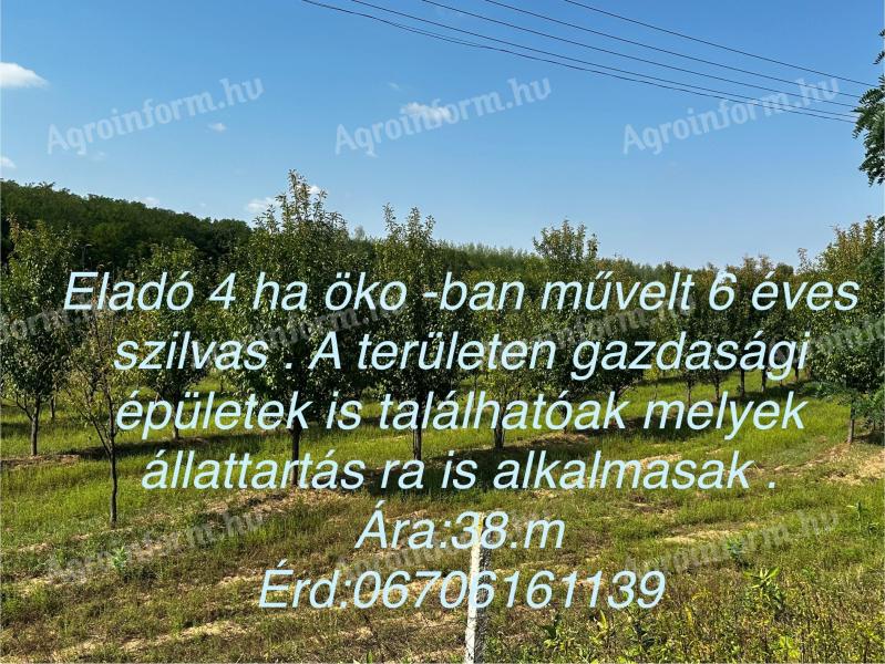 Eladó gyümölcsös és gazdasági épületek