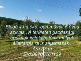 Eladó gyümölcsös, 4 hektár, Nyírmada külterületén