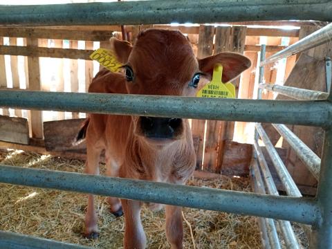 Jersey bika borjú A2 szülőktől eladó Csongrád megyében Jersey bika borjú A2 szülőktől eladó Csongrád megyében