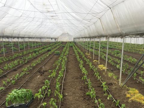 Eladó vagy kiadó kertészeti telephely Telekgerendáson Eladó vagy kiadó kertészeti telephely Telekgerendáson