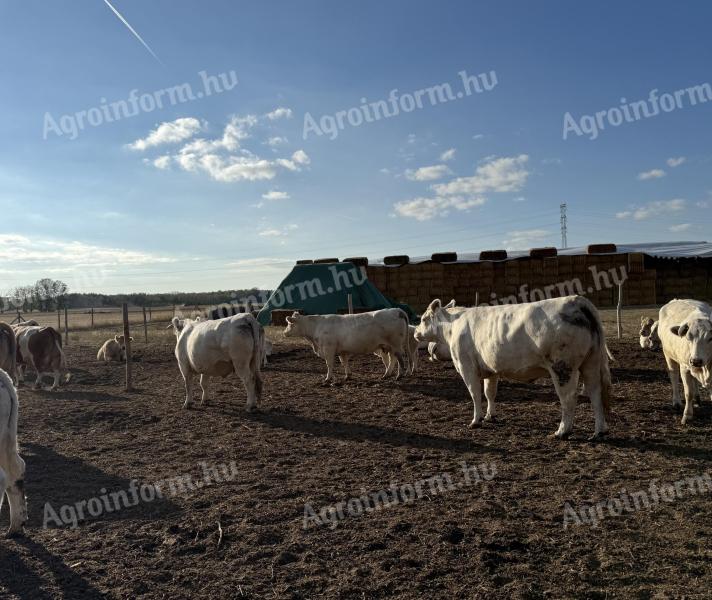22 db Charolain tehén eladó