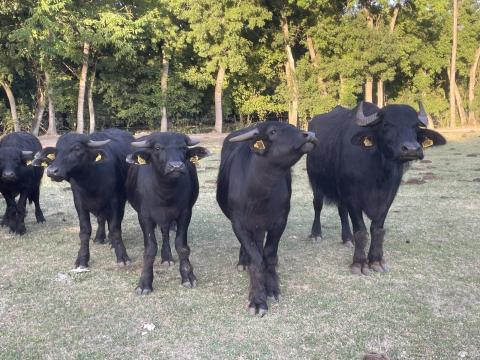 Bivaly borjú eladó