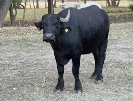 Bivaly üsző