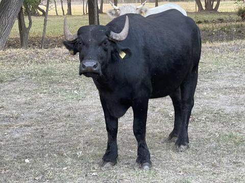 Bivaly üsző Bivaly üsző