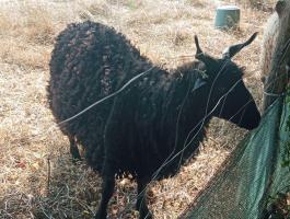 Eladó racka kos és unikornis