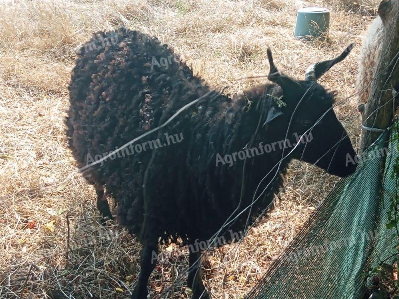 Eladó racka kos és unikornis