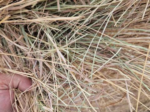 Lucerna illetve a széna eladó Lucerna illetve a széna eladó