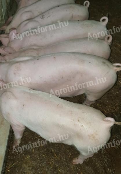Eladó 5 db süldő malac Újszászon