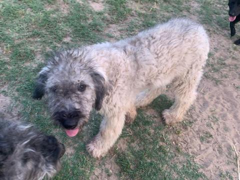 Kangal komondor keverék kutyák Kangal komondor keverék kutyák