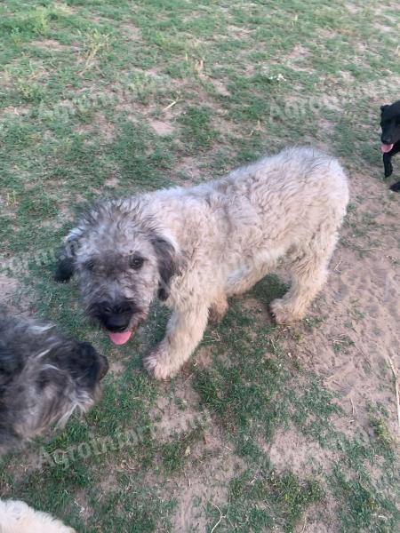 Kangal komondor keverék kutyák