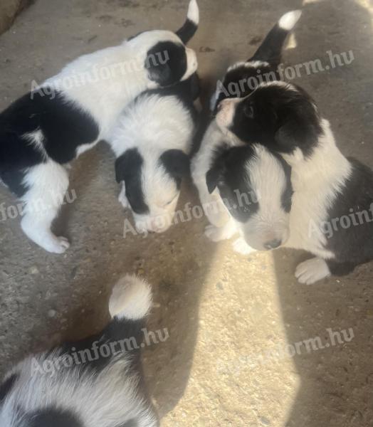 Border collie