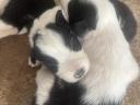 Border collie
