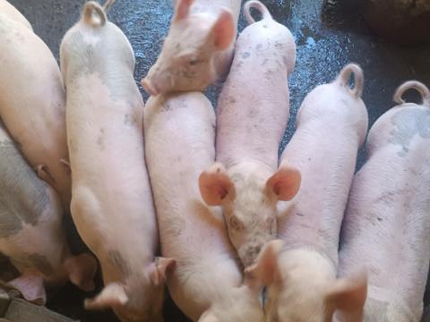 Süldők eladók Süldők eladók