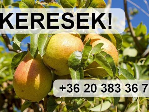 Vilmos körtét nagy tételben VENNÉK! Vilmos körtét nagy tételben VENNÉK!