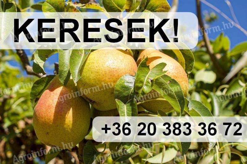 Vilmos körtét nagy tételben VENNÉK!