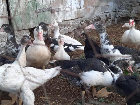 Néma kacsa eladó Néma kacsa eladó
