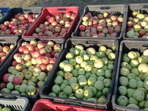 Pálinkafőzéshez, cefrézéshez ipari alma eladó Szekszárdon Pálinkafőzéshez, cefrézéshez ipari alma eladó Szekszárdon
