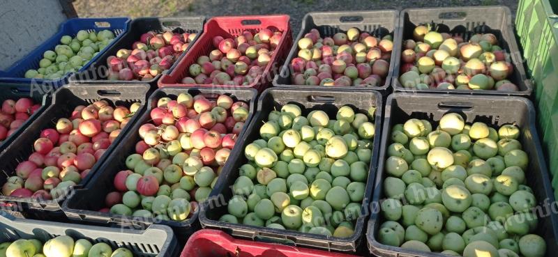 Pálinkafőzéshez, cefrézéshez ipari alma eladó Szekszárdon