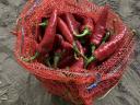 Fűszerpaprika Szegedi 80