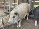 Eladó egészséges nőstény mangalica sertés