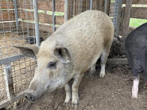 Eladó egészséges nőstény mangalica sertés Eladó egészséges nőstény mangalica sertés