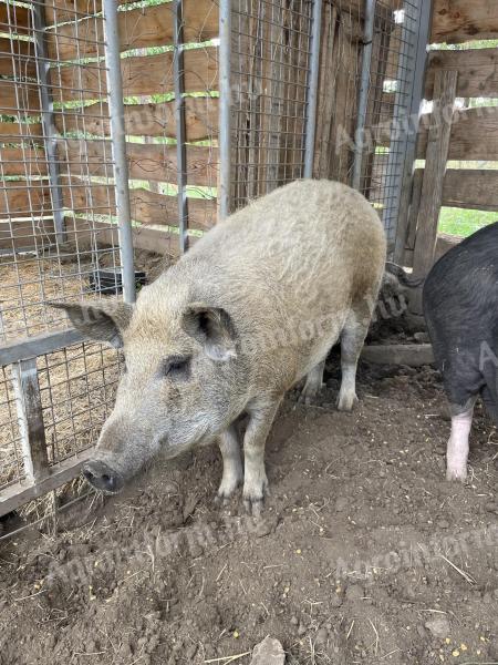 Eladó egészséges nőstény mangalica sertés