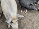 Eladó egészséges nőstény mangalica sertés