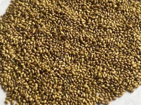 Lucernamag eladó – Tisztított, 2025-ös termésű vetőmag Lucernamag eladó – Tisztított, 2025-ös termésű vetőmag