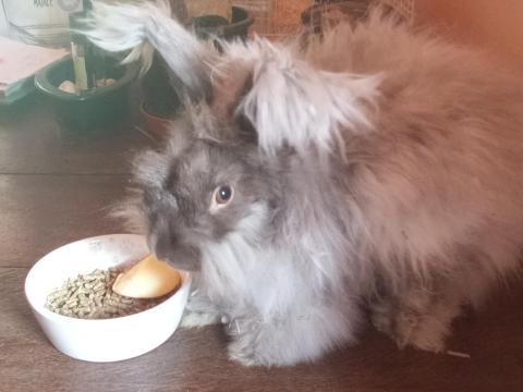 Angol angóra nyulak eladók Angol angóra nyulak eladók