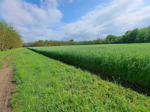 Powergreen rozs 2.fok Powergreen rozs 2.fok