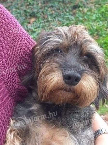 Szálkás szőrű tacskó jellegű kan és szuka ingyen örökbe fogadható Tolna vármegyében
