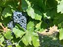 Pinot noir,  Cabernet franc és Kékfrankos borszőlő eladó