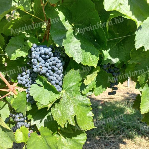 Pinot noir,  Cabernet franc és Kékfrankos borszőlő eladó