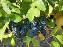 Pinot noir,  Cabernet franc és Kékfrankos borszőlő eladó
