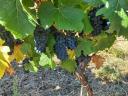 Pinot noir,  Cabernet franc és Kékfrankos borszőlő eladó