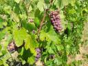 Szürkebarát és Chardonnay kézzel szüretelt borszőlő eladó