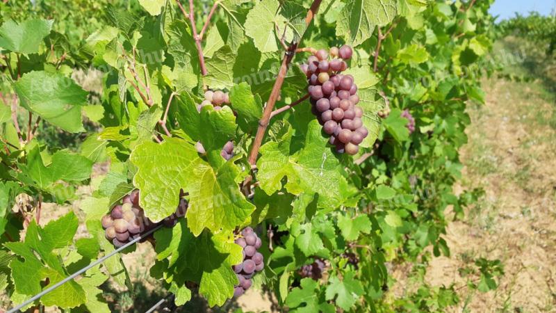 Szürkebarát és Chardonnay kézzel szüretelt borszőlő eladó