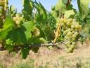 Szürkebarát és Chardonnay kézzel szüretelt borszőlő eladó