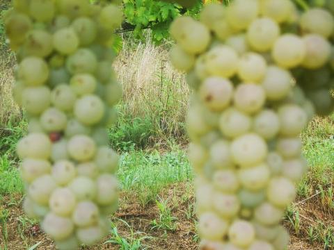 Olaszrizling szőlő eladó Balatonszemesen Olaszrizling szőlő eladó Balatonszemesen