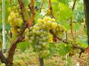 Chardonnay borszőlő eladó