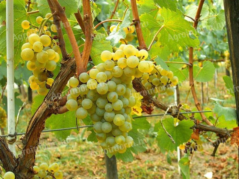 Chardonnay borszőlő eladó