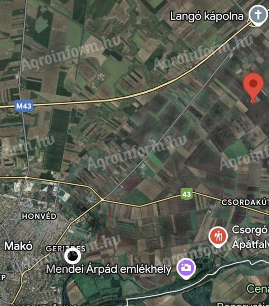 Termőföld eladó Makó közelében – 29,94 ha szántó