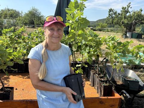 Vera szőlő konténeres cserje – magyar fajta, rezisztens oltvány Vera szőlő konténeres cserje – magyar fajta, rezisztens oltvány