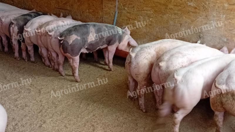 Minőségi Pietrain sűldők eladók